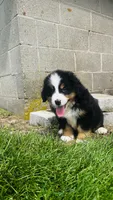 Alp, a male Bernese Mountain Dog for sale in Goshen, IN – 5 of 10