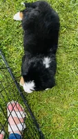 Everett, a male Bernese Mountain Dog for sale in Goshen, IN – 10 of 10