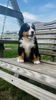 Heidi, a male Bernese Mountain Dog for sale in Goshen, IN – 8 of 10