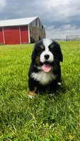 Montgomery, a male Bernese Mountain Dog for sale in Goshen, IN – 8 of 10