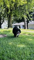 Charles, a male Bernese Mountain Dog for sale in Goshen, IN – 6 of 10
