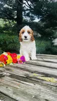 Mason, a male Cavalier King Charles Spaniel and Poodle - Miniature  for sale in Goshen, IN – 5 of 10