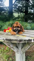 Maddie, a female Cavalier King Charles Spaniel and Poodle - Miniature  for sale in Goshen, IN – 7 of 10