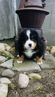 Baron, a male Bernese Mountain Dog for sale in Goshen, IN – 3 of 10