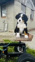 Eleanor, a female Bernese Mountain Dog for sale in Goshen, IN – 2 of 10