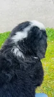 Bennett, a male Bernese Mountain Dog for sale in Goshen, IN – 10 of 10