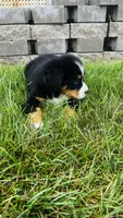 Zermatt, a male Bernese Mountain Dog for sale in Goshen, IN – 3 of 10
