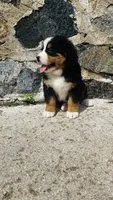 Svea, a male Bernese Mountain Dog for sale in Goshen, IN – 6 of 10