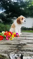 Mason, a male Cavalier King Charles Spaniel and Poodle - Miniature  for sale in Goshen, IN – 2 of 10