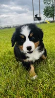 Everett, a male Bernese Mountain Dog for sale in Goshen, IN – 4 of 10