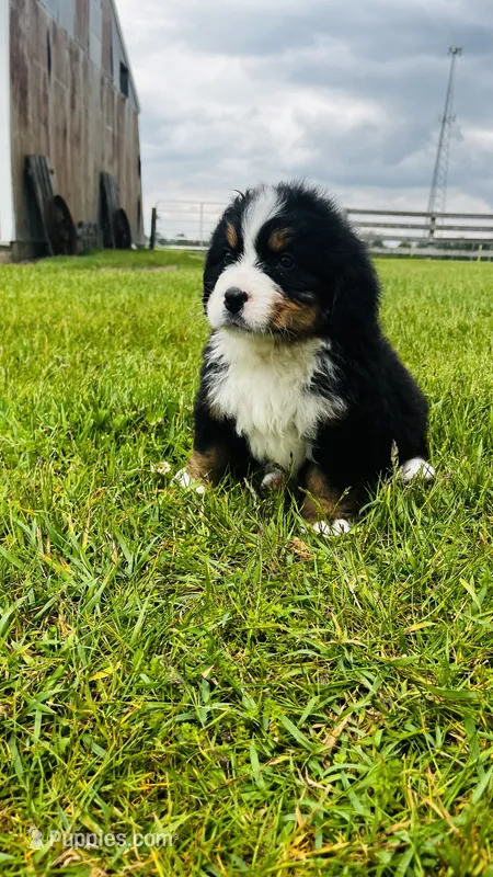 Sullivan – Bernese Mountain Dog puppy for sale in Goshen, IN