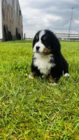 Sullivan, a male Bernese Mountain Dog for sale in Goshen, IN – 1 of 10