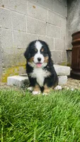 Alp, a male Bernese Mountain Dog for sale in Goshen, IN – 8 of 10