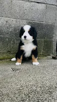 Bennett, a male Bernese Mountain Dog for sale in Goshen, IN – 2 of 10