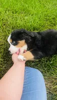 Summit, a male Bernese Mountain Dog for sale in Goshen, IN – 2 of 10