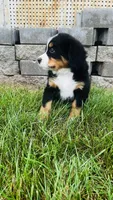Zermatt, a male Bernese Mountain Dog for sale in Goshen, IN – 8 of 10