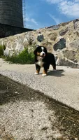 Svea, a male Bernese Mountain Dog for sale in Goshen, IN – 10 of 10