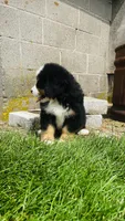 Alp, a male Bernese Mountain Dog for sale in Goshen, IN – 9 of 10