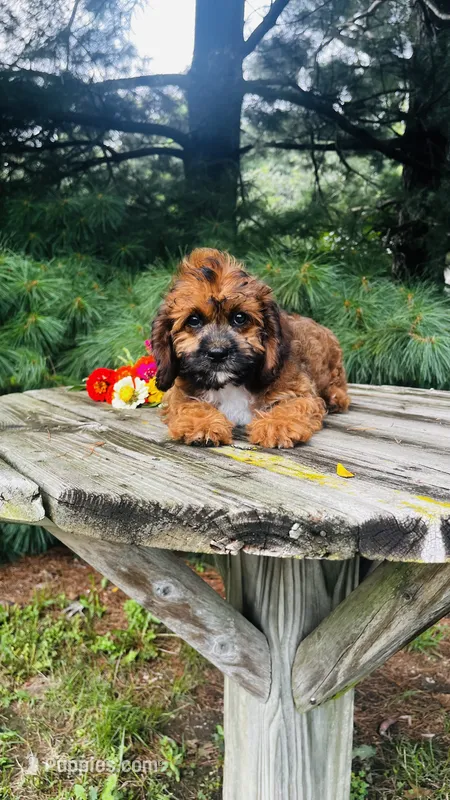 Maddie – Cavalier King Charles Spaniel, Poodle - Miniature  puppy for sale in Goshen, IN