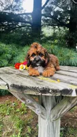 Maddie, a female Cavalier King Charles Spaniel and Poodle - Miniature  for sale in Goshen, IN – 1 of 10
