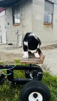 Eleanor, a female Bernese Mountain Dog for sale in Goshen, IN – 3 of 10