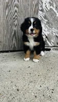 Vivienne, a female Bernese Mountain Dog for sale in Goshen, IN – 1 of 10