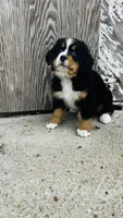 Vivienne, a female Bernese Mountain Dog for sale in Goshen, IN – 2 of 10