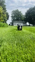 Berne, a male Bernese Mountain Dog for sale in Goshen, IN – 3 of 9