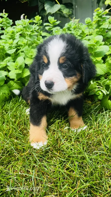 Rami – Bernese Mountain Dog puppy for sale in Goshen, IN