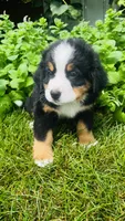 Rami, a male Bernese Mountain Dog for sale in Goshen, IN – 1 of 9