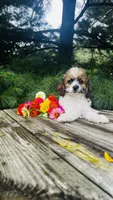 Maverick, a male Cavalier King Charles Spaniel and Poodle - Miniature  for sale in Goshen, IN – 7 of 10
