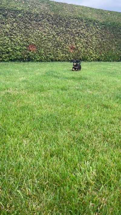 Zeke, a male Miniature Dachshund for sale in Goshen, IN – 10 of 10