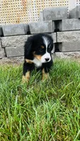Zermatt, a male Bernese Mountain Dog for sale in Goshen, IN – 10 of 10