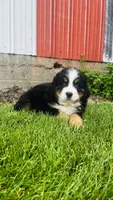 Berne, a male Bernese Mountain Dog for sale in Goshen, IN – 7 of 9