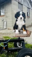 Eleanor, a female Bernese Mountain Dog for sale in Goshen, IN – 7 of 10