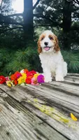 Mason, a male Cavalier King Charles Spaniel and Poodle - Miniature  for sale in Goshen, IN – 7 of 10