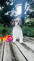 Maverick, a male Cavalier King Charles Spaniel and Poodle - Miniature  for sale in Goshen, IN – 5 of 10