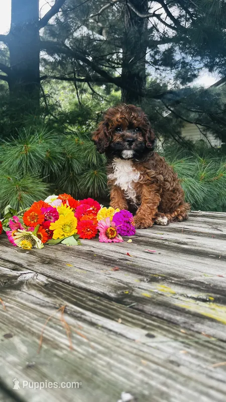 Max – Cavalier King Charles Spaniel, Poodle - Miniature  puppy for sale in Goshen, IN