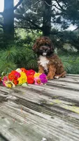 Max, a male Cavalier King Charles Spaniel and Poodle - Miniature  for sale in Goshen, IN – 1 of 10