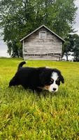 Everett, a male Bernese Mountain Dog for sale in Goshen, IN – 9 of 10