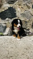 Svea, a male Bernese Mountain Dog for sale in Goshen, IN – 3 of 10