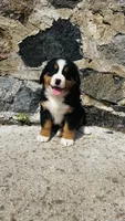 Svea, a male Bernese Mountain Dog for sale in Goshen, IN – 7 of 10