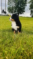 Everett, a male Bernese Mountain Dog for sale in Goshen, IN – 6 of 10