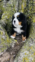 Callahan, a male Bernese Mountain Dog for sale in Goshen, IN – 2 of 10