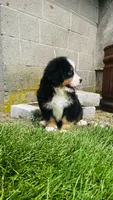 Alp, a male Bernese Mountain Dog for sale in Goshen, IN – 2 of 10