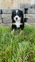 Zermatt, a male Bernese Mountain Dog for sale in Goshen, IN – 4 of 10
