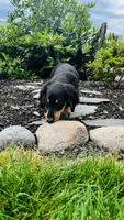 Zeke, a male Miniature Dachshund for sale in Goshen, IN – 7 of 10