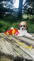 Maverick, a male Cavalier King Charles Spaniel and Poodle - Miniature  for sale in Goshen, IN – 6 of 10