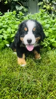 Rami, a male Bernese Mountain Dog for sale in Goshen, IN – 6 of 9