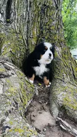 Callahan, a male Bernese Mountain Dog for sale in Goshen, IN – 9 of 10